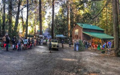 Little Bear Tree Farm