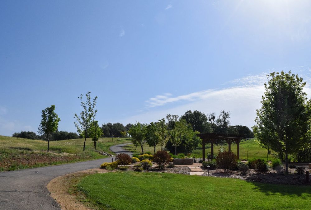 The Olive Ranch