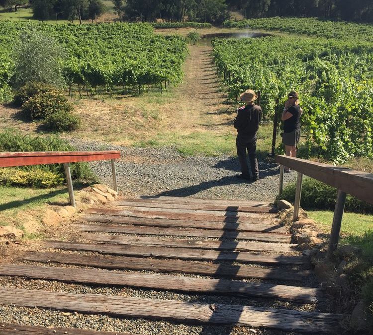 Paza Home – Winery