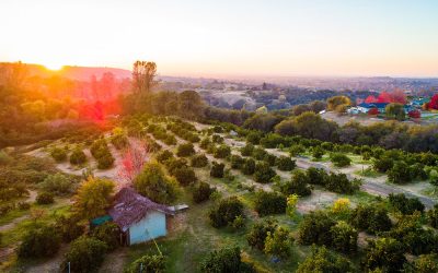 Sunset Ridge Fine Fruits