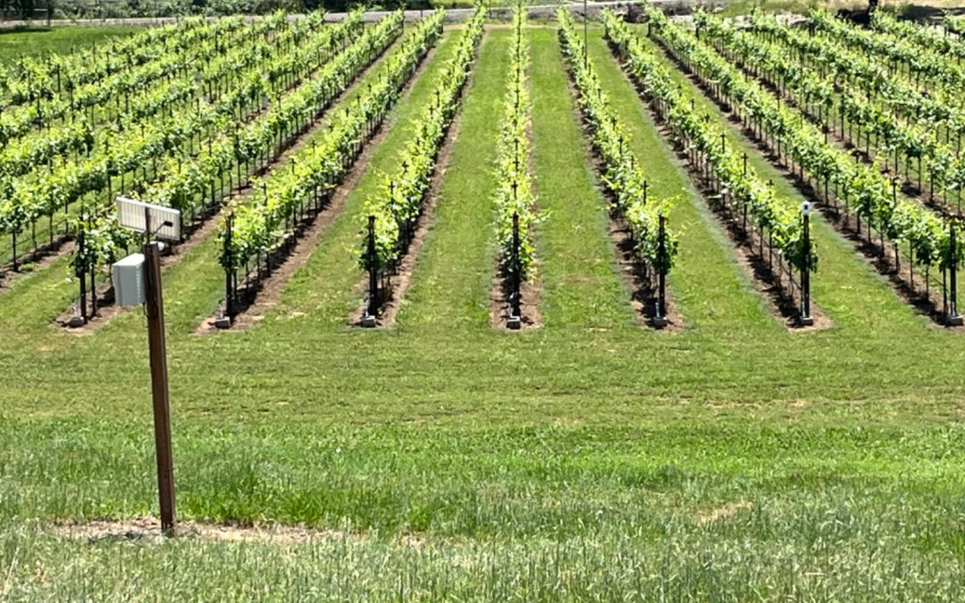 Shadow Creek Vineyards