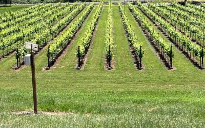 Shadow Creek Vineyards